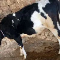 گوساله با ماده گاوه