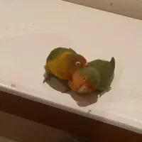 طوطی برزیلی