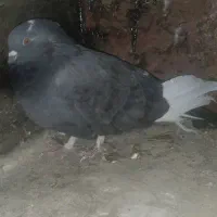 کبوتر|پرنده|جونقان, |دیوار