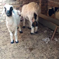 گوسفند ماده