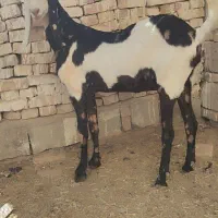 بز دورگ|حیوانات مزرعه|سراوان, |دیوار