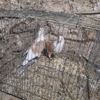 کبوتر دوکت پلاکی|پرنده|جوانرود, |دیوار