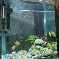 آکواریم دلسا درحد نو با ماهی گوشتخوار|ماهی|شیراز, پودنک|دیوار