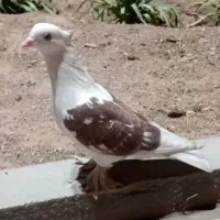 گمشده