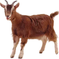 چهار بز فروشی