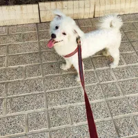سگ نژاد اشپیتز تریر