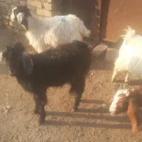 ۴عدد بزغاله فروش فوری|حیوانات مزرعه|سبزوار, قصبه غربی|دیوار