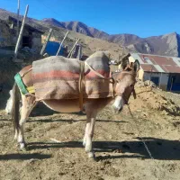 فروش فوری قاطر ۶ساله|حیوانات مزرعه|کجور, |دیوار