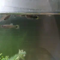 بچه ماهی گوپی