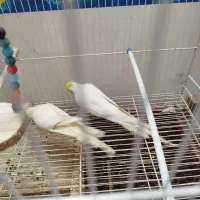 پرنده عروس هلندی|پرنده|گنبد کاووس, |دیوار