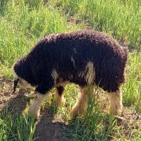 قصاب سیار  بره زنده هم وجود است با انتخاب خودتون