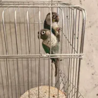 جفت گرینچیک تتراکوییس