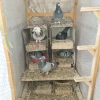 کفتر جفتگاه مسافتی