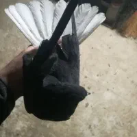 مسافتی و پرشی|پرنده|میانه, |دیوار