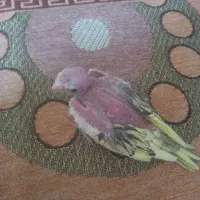 عروس هلندی|پرنده|هامون, |دیوار