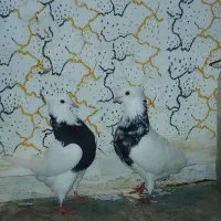 سلام ۵ عدد کبوتر