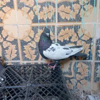 سینه ای یه سر شال|پرنده|شهرکرد, |دیوار