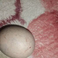 مهره خلاص|کلکسیون اشیاء عتیقه|بندرعباس, |دیوار