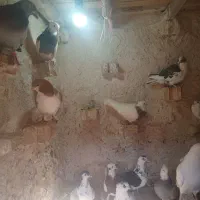 کبوتر رنگی و المانی|پرنده|جلگه رخ, |دیوار