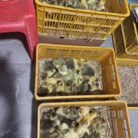 جوجه غاز محلی / قوغاز/ جوجه اردک اسرائیلی