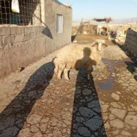 قوچ چاق جوان|حیوانات مزرعه|چرداول, |دیوار