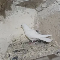 جوجه کبوتر
