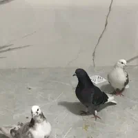 کفتر|پرنده|تهران, سلیمانی|دیوار