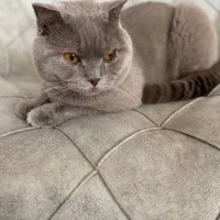 جفتگیری گربه اسکاتیش آنفولد نر