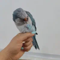 طوطی راهب|پرنده|شاهین‌شهر, خانه کارگر|دیوار