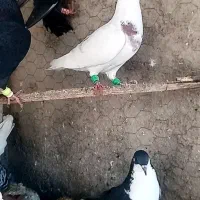 کبوتر صید در چناران|پرنده|مشهد, امیریه|دیوار