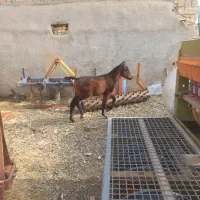 اسب|اسب و تجهیزات اسب‌سواری|اراک, |دیوار