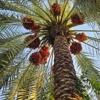 فروش ثمر ۱۱۰ نخل خاصویی