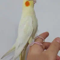 عروس هلندی بِلُند