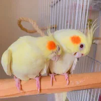 جفت عروس هلندی