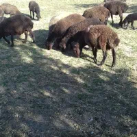 فروش بره نر افشار جنس خوب وبز اسرائیلی|حیوانات مزرعه|قیدار, |دیوار