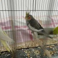 عروس هلندی|پرنده|گرگان, |دیوار