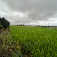 فروش زمین کشاورزی ۲۰۰۰ متری کیاکلا جاده بهنمیر|فروش زمین و ملک کلنگی|کیاکلا, |دیوار