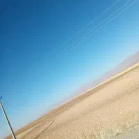 جوجه طوقی 3 یا 4 ماه یک جفت طوق سیاه