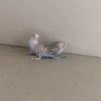 دو عدد مرغ عشق ابی