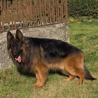 ژرمن شپرد دنیای جرمن (دیگر گران نخرید)