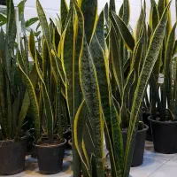 سانسوریا دورطلایی سطل هفت شمشیری پا بلند|گل و گیاه طبیعی|قم, نیروگاه|دیوار