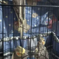 عروس هلندی|پرنده|صومعهسرا, |دیوار