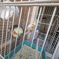 یک جفت عروس هلندی سالم و سرحال|پرنده|قزوین, |دیوار