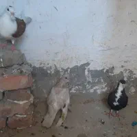 کبوتر