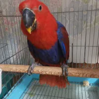 اکلکتوس ماده جوجه ۶ ماهه  کاسکو سخنگو