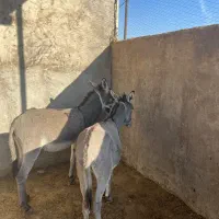 کره خر نر و ماده