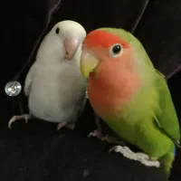 یک جفت طوطی برزیلی همراه با پنج عدد تخم