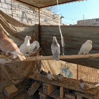 کبوتر|پرنده|تیران, |دیوار