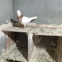 چند عدد کفتر رنگه قلدر  طوقی کله سینه