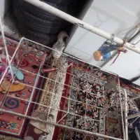 گهواره تمیز قیمت ۱۱۰۰|کالسکه و لوازم جانبی|اهواز, بعثت|دیوار